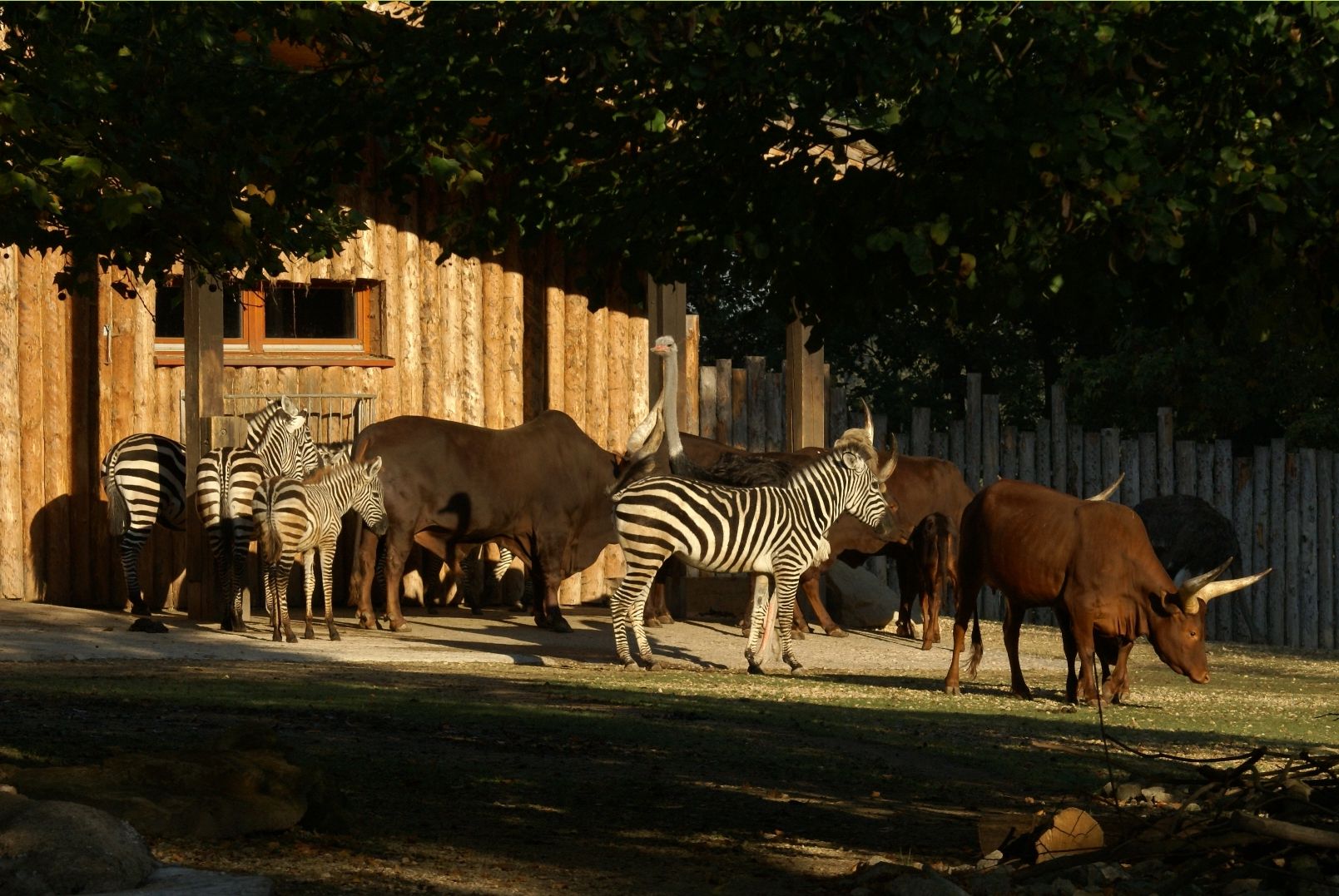 In einem gemeinsamen Gehege grasen Zebras, afrikanische Rinder und ein Strauß vor einem Holzhäuschen