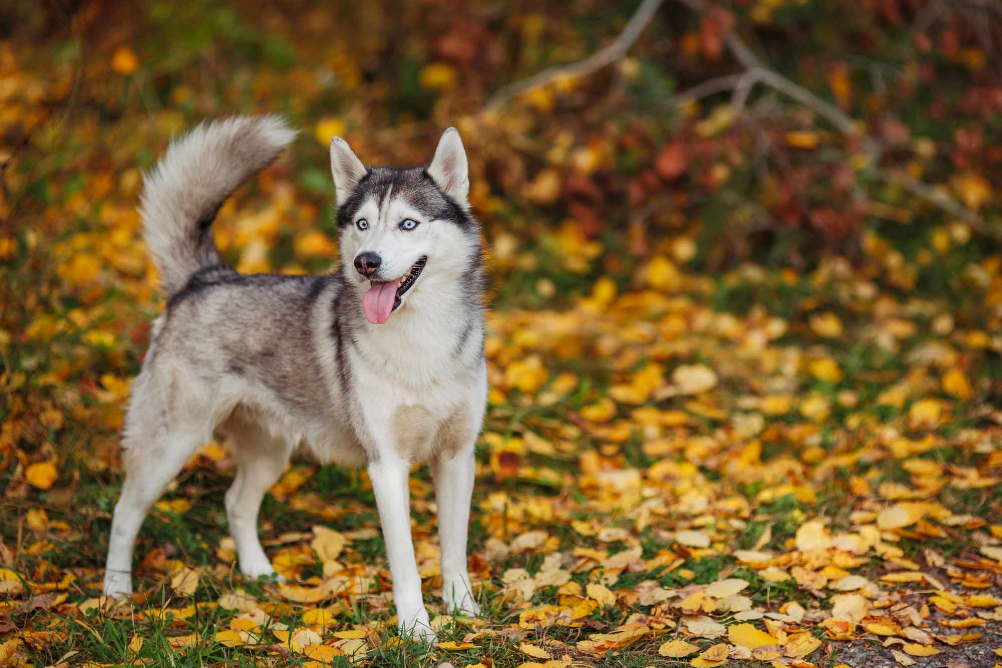 Ein grau-weißer Husky mit blauen Augen, der in einem herbstlichen Wald steht.