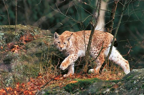 Ein Luchs schnürt durch den herbstlichen Wald