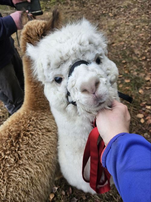 eine Hand, die das Gesicht eines Lamas hält