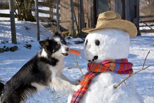 Ein Border Collie lehnt mit einer Karotte im Maul an einem Schneemann