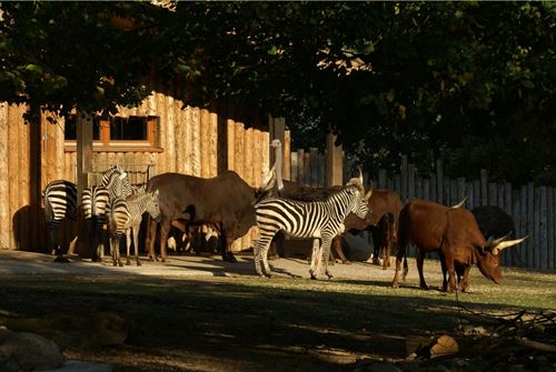 In einem gemeinsamen Gehege grasen Zebras, afrikanische Rinder und ein Strauß vor einem Holzhäusche