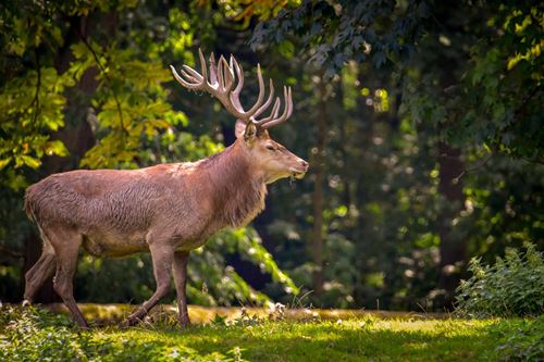 Ein stattlicher Rothirsch schreitet am Rand einer Waldlichtung entlang