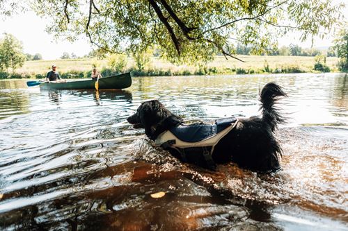 ein Hund mit einer Schwimmweste im Wasser