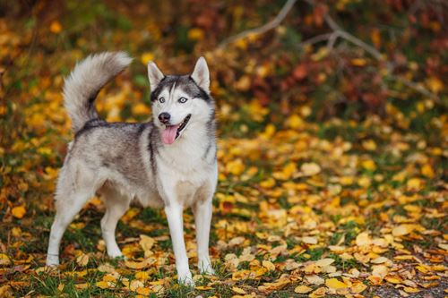 Ein grau-weißer Husky mit blauen Augen, der in einem herbstlichen Wald steht