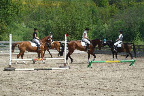 Vier Dressur-Pferde auf einem Trainingsgelände